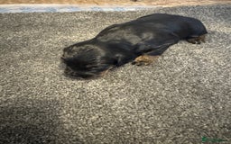Cocker Spaniel dogs for sale: KC reg cocker spaniel pups  - Image 12