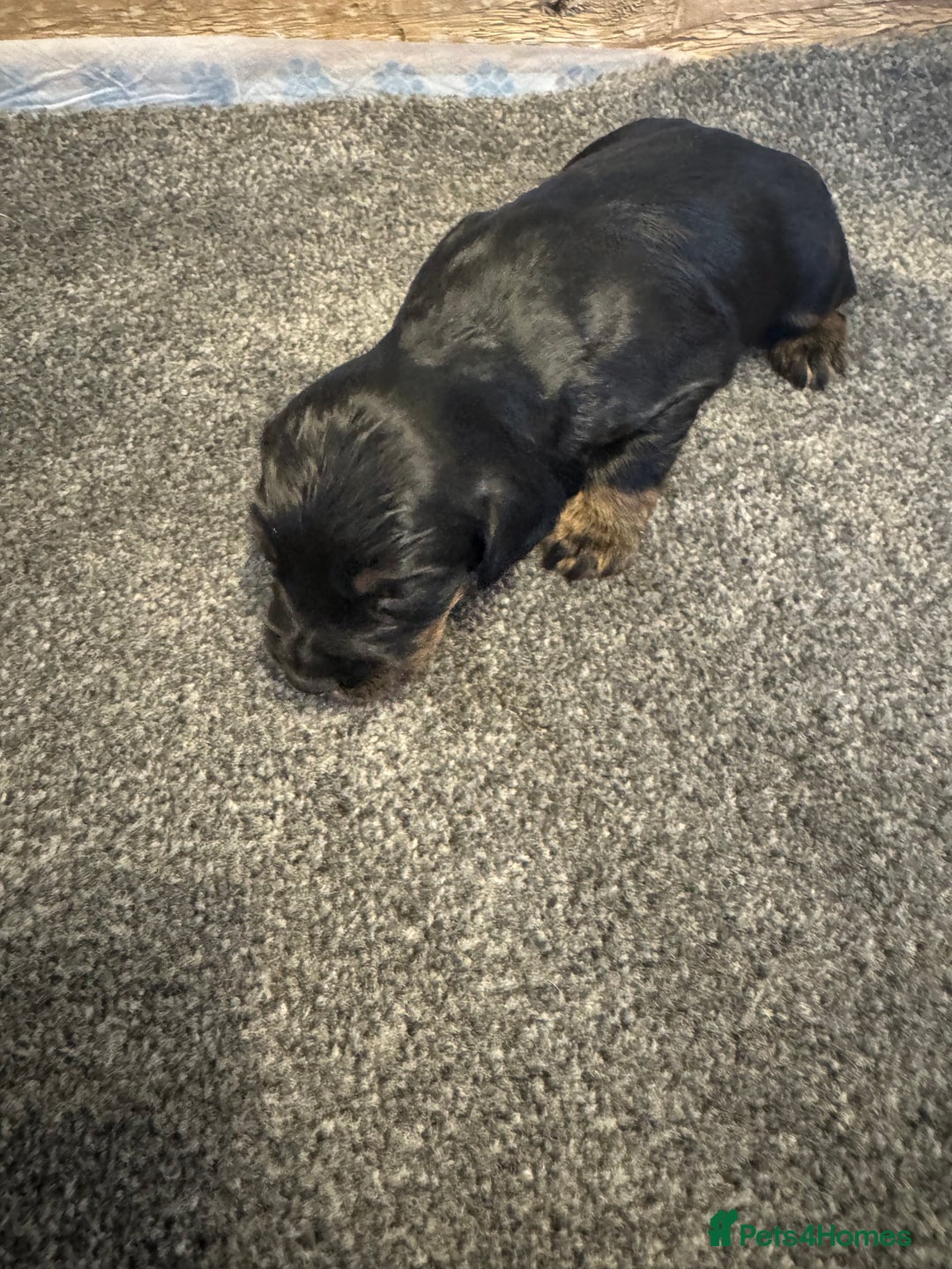 Cocker Spaniel dogs for sale: KC reg cocker spaniel pups  - Image 12