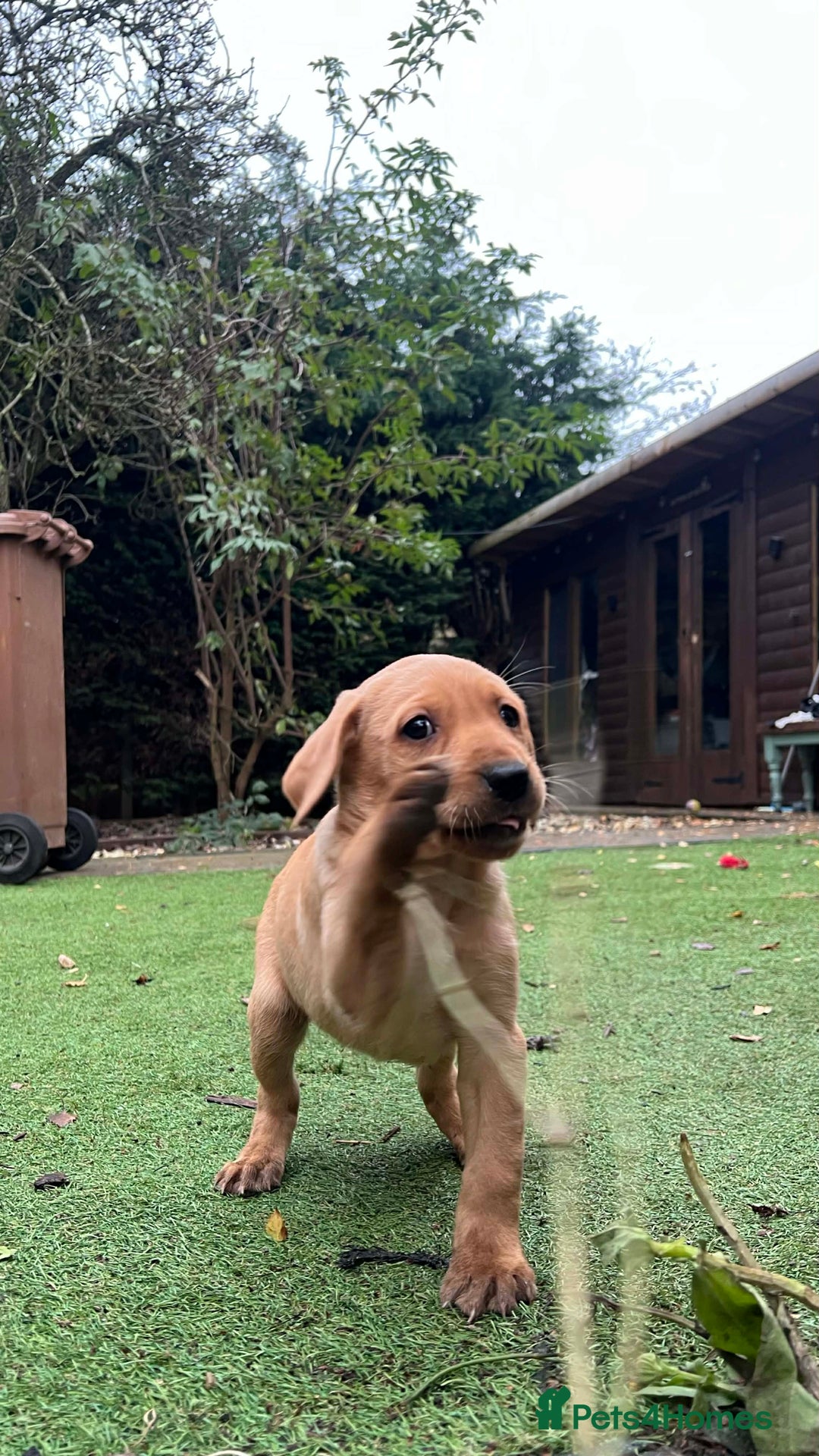 Labrador Retriever dogs for sale: Beautiful Labradors. Ready to go! - Advert 20