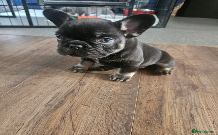 French Bulldog dogs - Advert 1