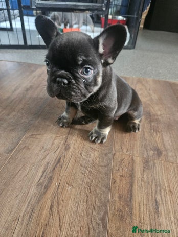 French Bulldog dogs - Advert 5