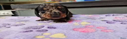 Miniature Dachshund dogs for sale: Stunning KC registered minature Dachshund - Advert 14