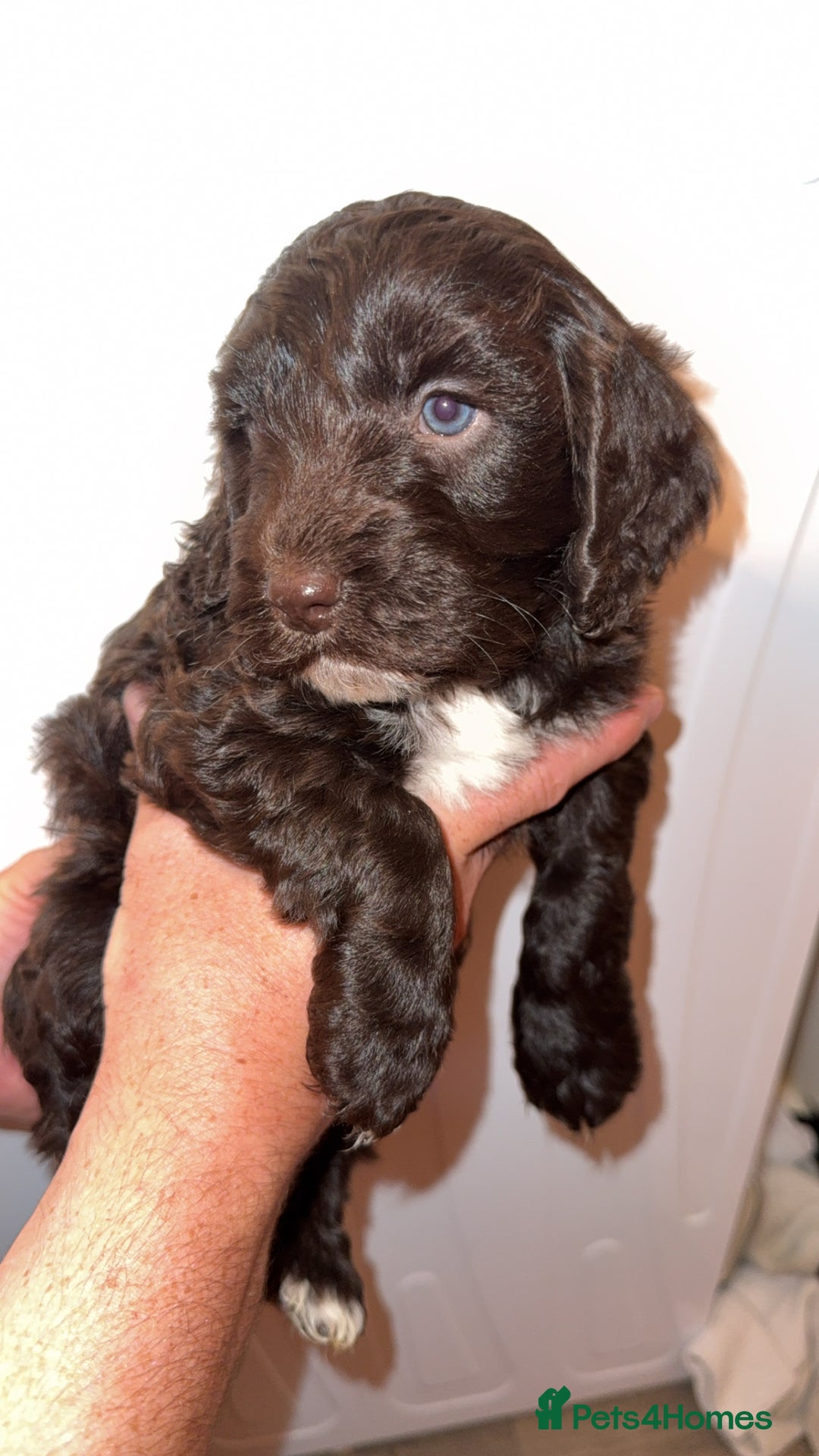Cockapoo dogs for sale: 3 beautiful toy cockapoos  - Image 12