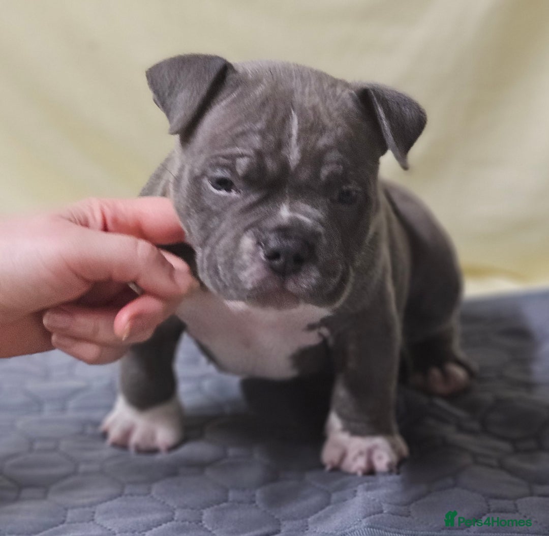 American Bully dogs for sale: Exotic Bullies - Advert 11