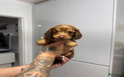 Miniature Dachshund dogs for sale: Beautiful Longhair miniature Dachshund - Image 26