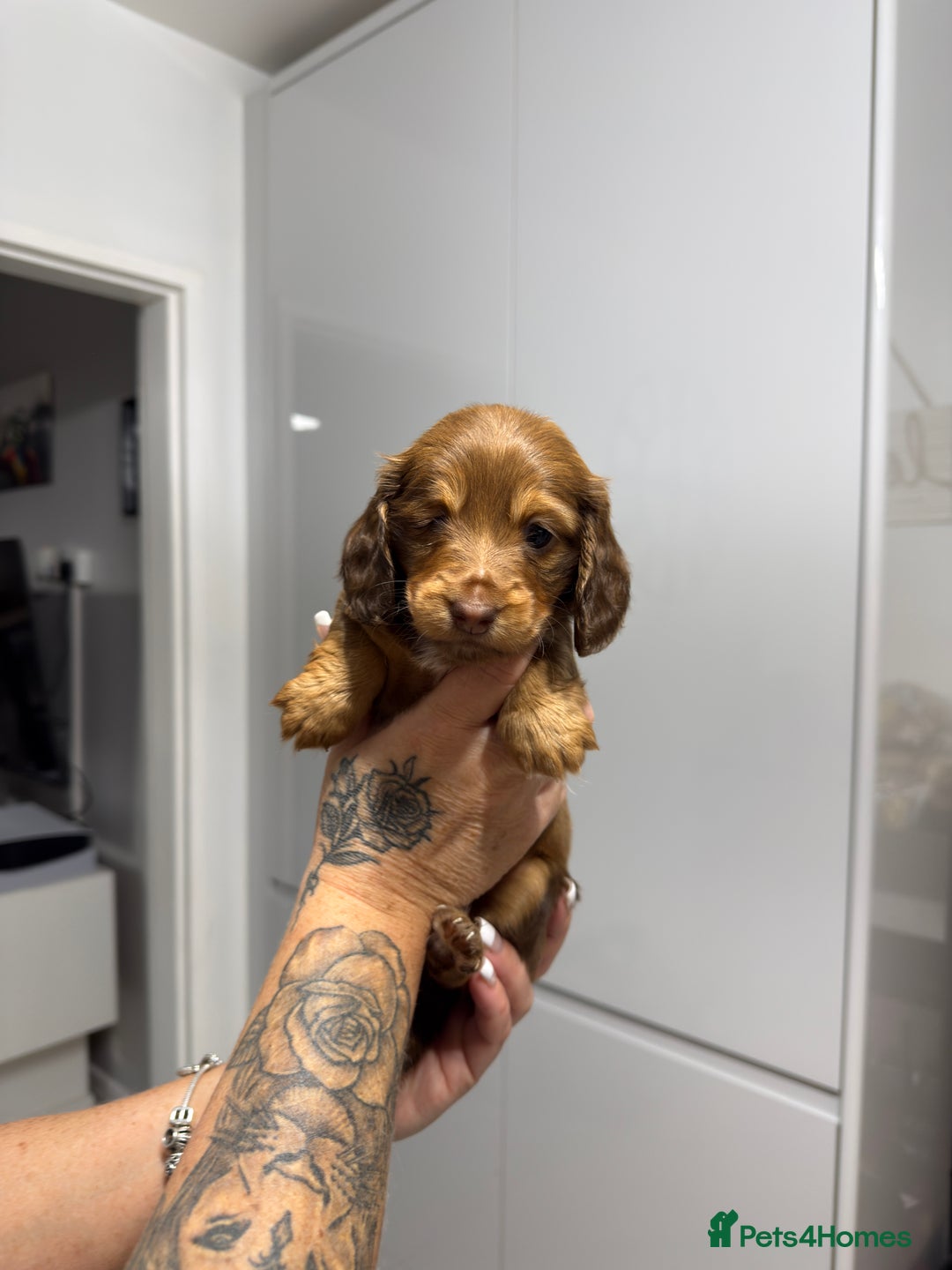 Miniature Dachshund dogs for sale: Beautiful Longhair miniature Dachshund - Image 26