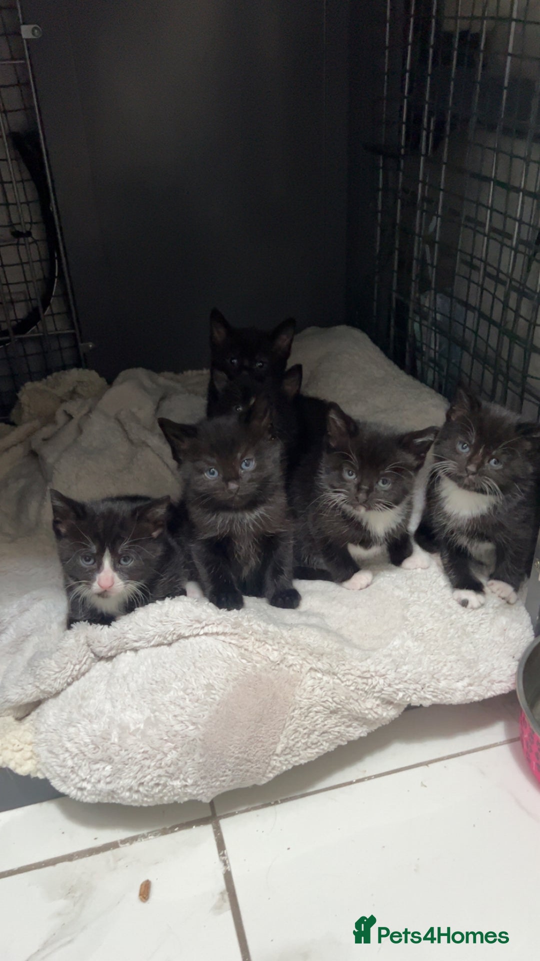 Mixed Breed cats for sale: beautiful kittens  - Advert 3