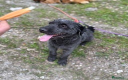 Mixed Breed dogs for adoption: Buzz needs a home - Image 5