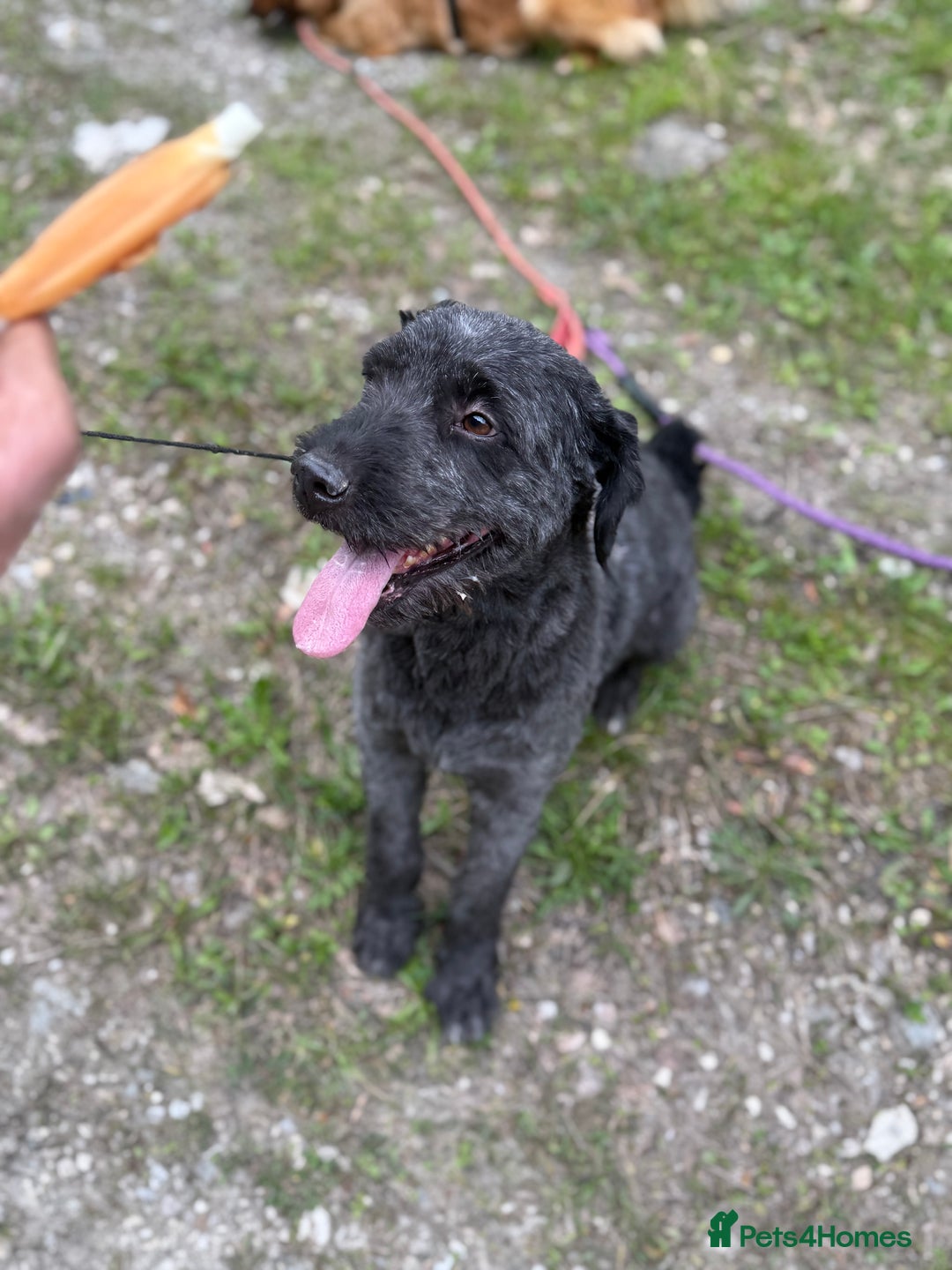Mixed Breed dogs for adoption: Buzz needs a home - Image 5