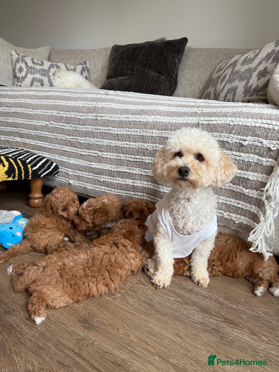 Poochon dogs for sale: Poochon Puppy - 1 Boy Remaining  - Image 5