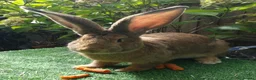 Continental Giant rabbits for sale: PURE HEALTHY Continental Giants PROVEN FOR STUD🐰  - Advert 12
