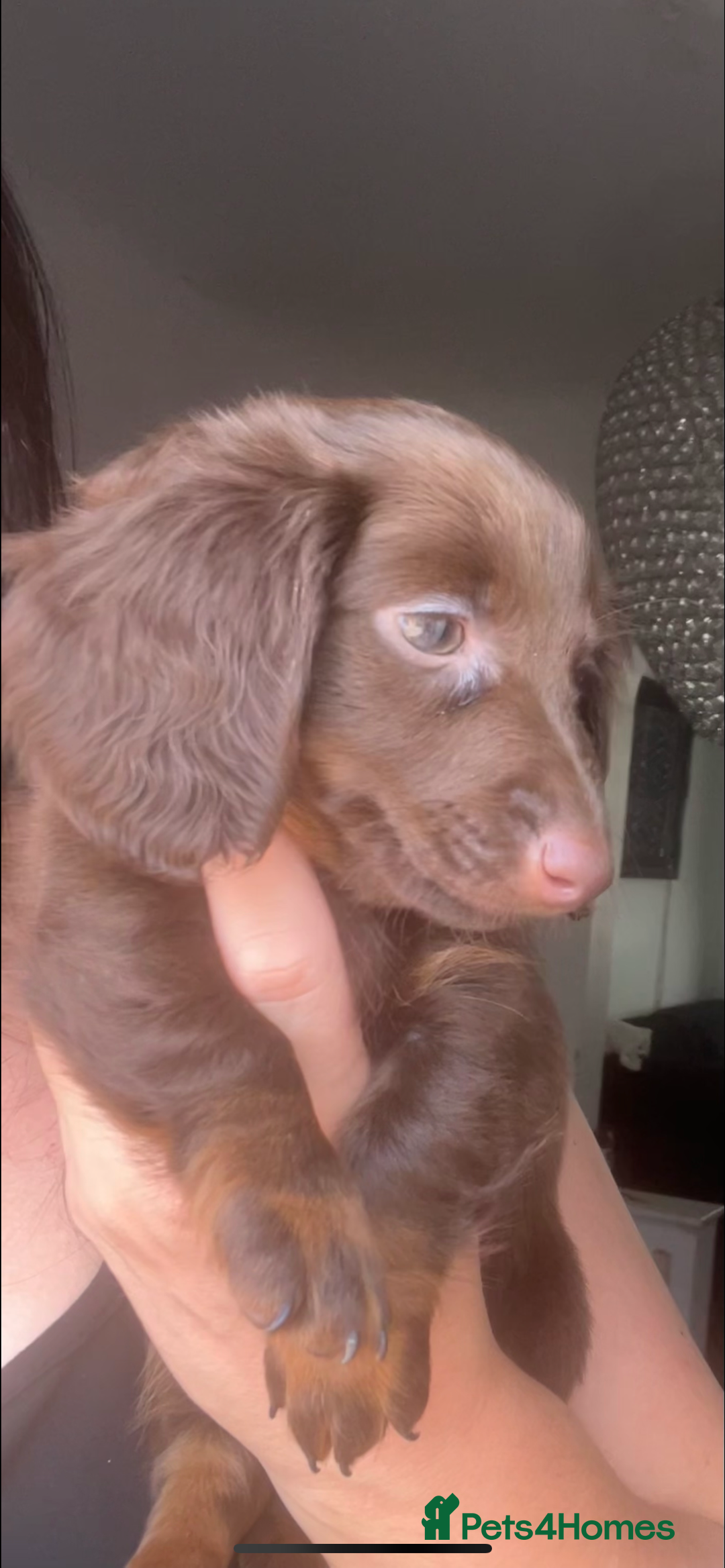 Miniature Dachshund dogs for sale: REDUCED KC miniature dachshunds READY TO LEAVE  - Image 1
