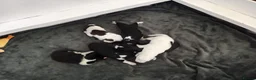 Mixed Breed dogs for sale: Dollie x Long Haired Border Collie Puppies  in Campbeltown - Advert 7