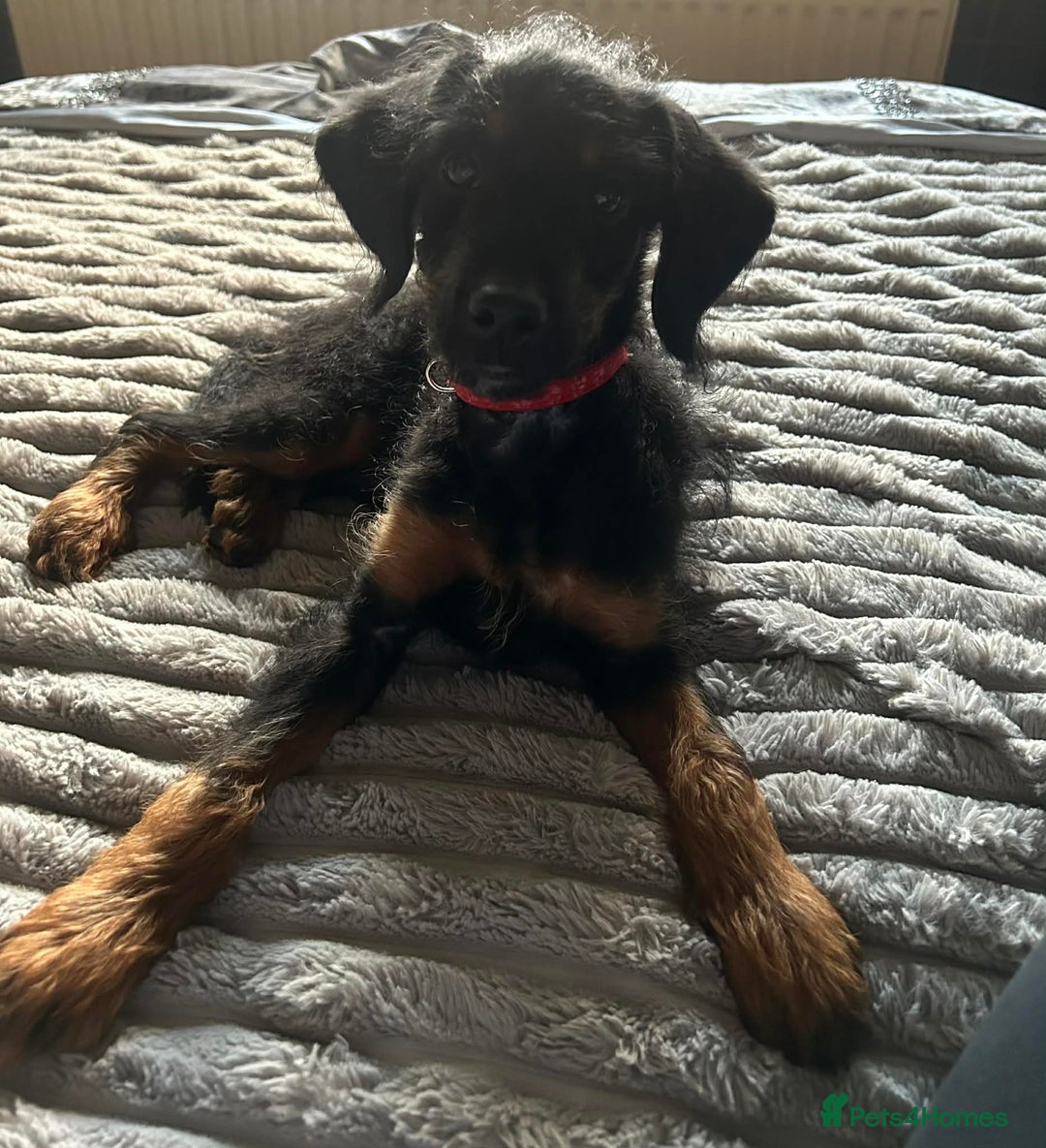 Labradoodle dogs for sale: F1B labradoodle  - Advert 2