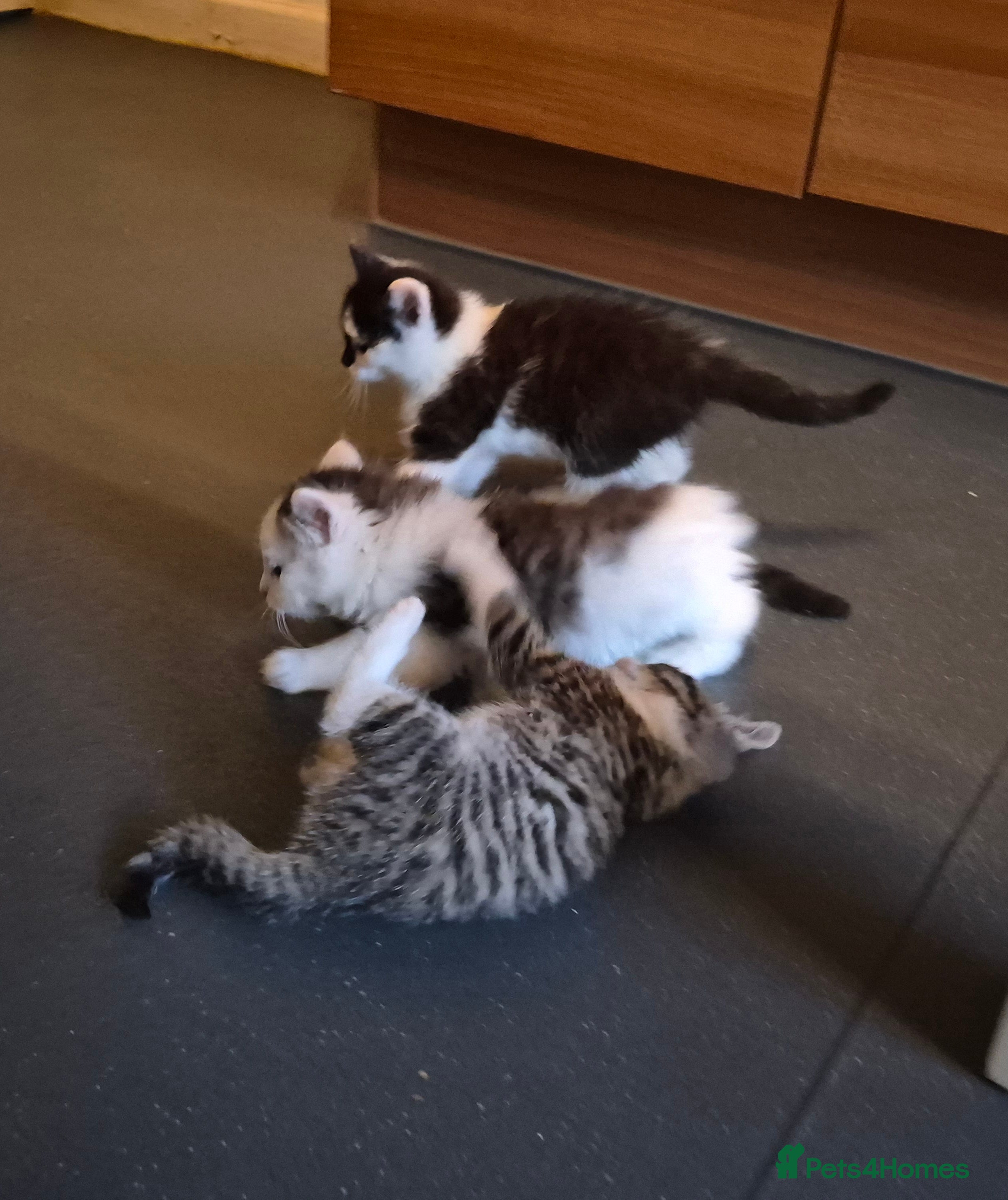 Mixed Breed cats XxX Gorgeous calico mixedbreed kittens XxX😸 🥰 - Advert 4