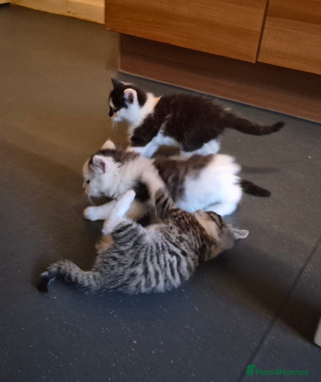 Mixed Breed cats for sale: XxX Gorgeous calico mixedbreed kittens 2 left ♥️  - Advert 11