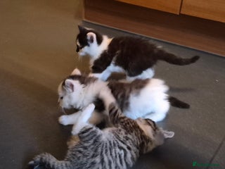 Mixed Breed cats XxX Gorgeous calico mixedbreed kittens XxX😸 🥰 - Advert 4
