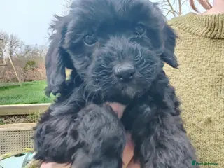 Bordoodle dogs Bordoodle - Advert 14