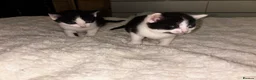 Mixed Breed cats for sale: 2 beautiful female kittens.  - Advert 4