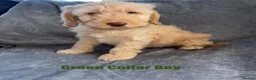 Cockapoo dogs for sale: F1 Cockapoo Puppies READY TO LEAVE - Advert 15