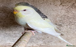 Budgerigars birds for sale: Beautiful Budgies - Image 17