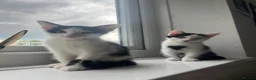 Domestic Shorthair cats for sale: Gorgeous kittens needing homes <3  - Advert 4
