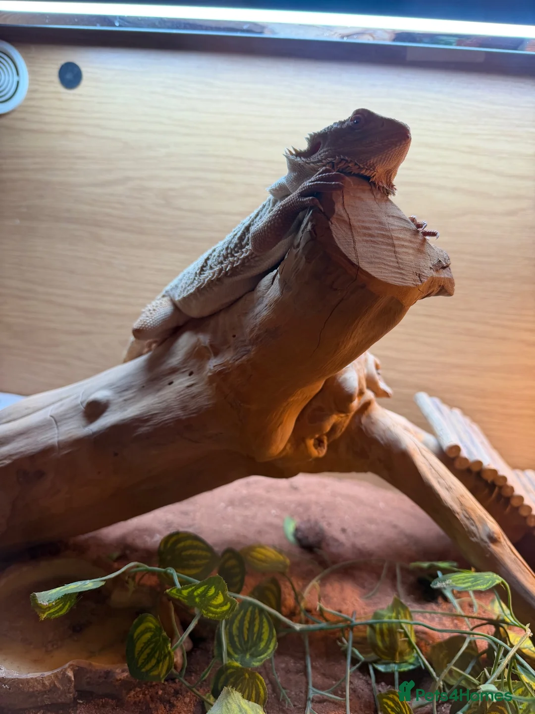 Bearded Dragon reptiles for sale: Breaded dragon + viv for sale - Advert 2