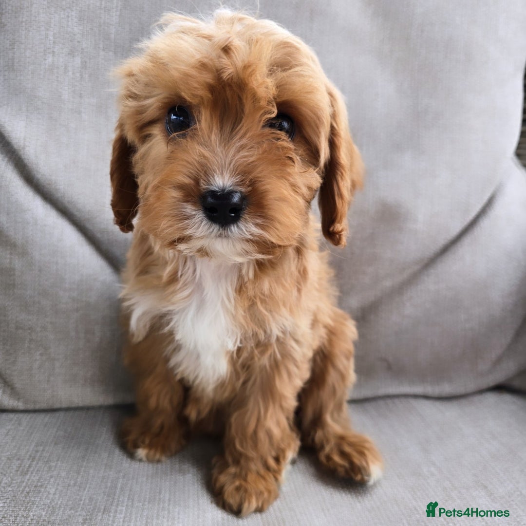 Cavapoo dogs for sale: Cavapoobabiesuk litter has arrived - Image 19