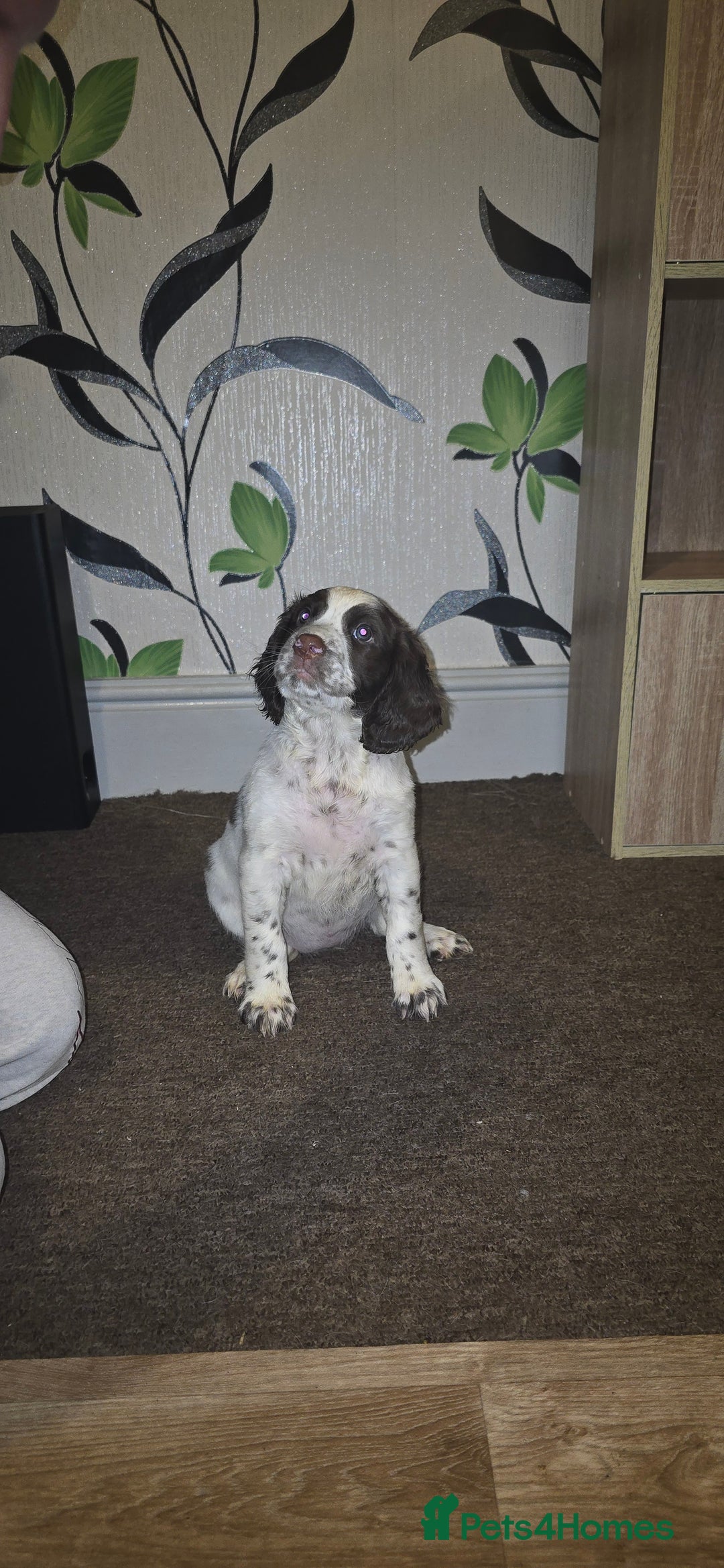 Sprocker dogs for sale: Home-Reared Sprocker Puppies  - Advert 25