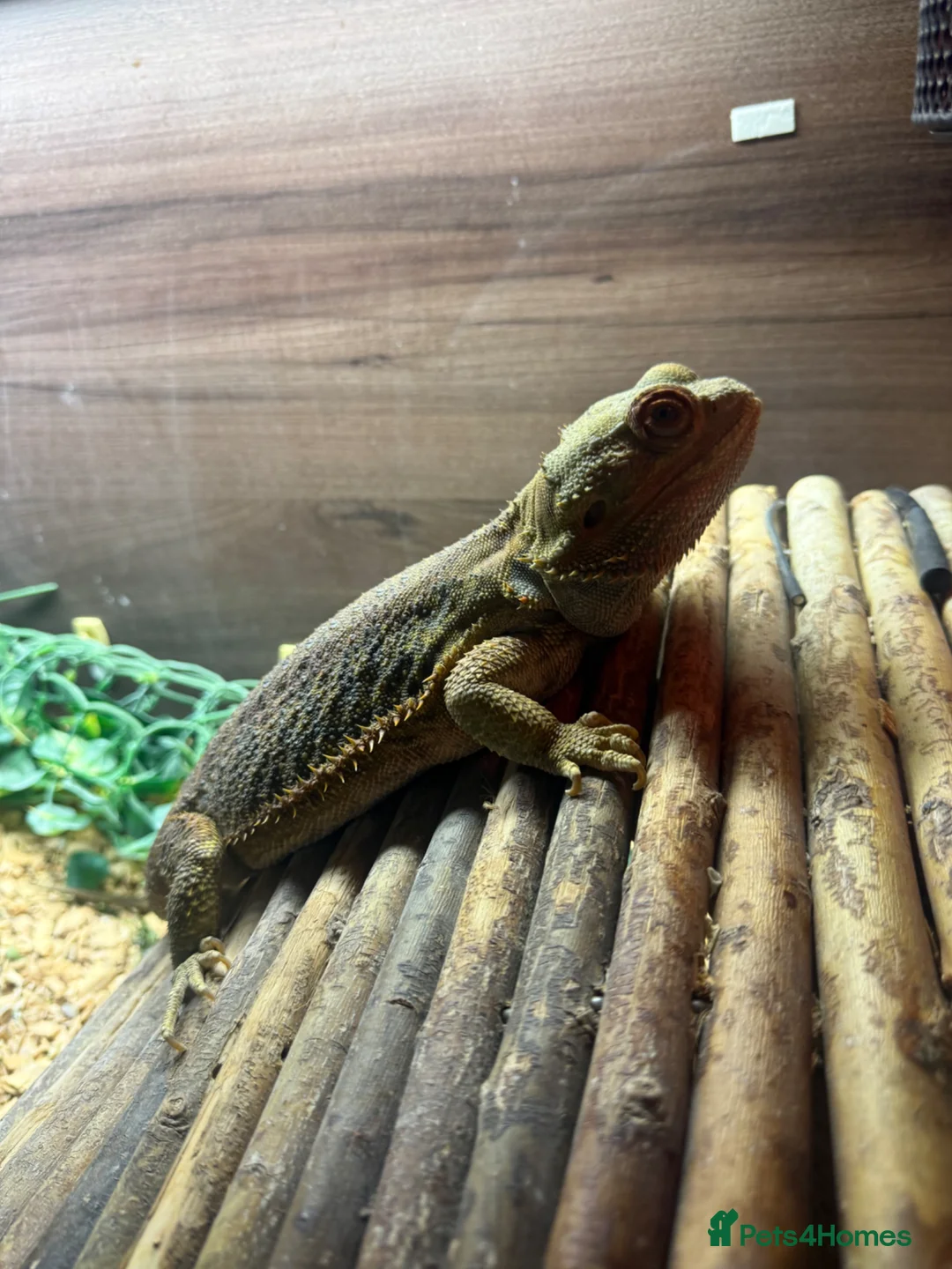 Bearded Dragon reptiles for sale: Female Bearded dragon + full setup in Brackley - Advert 2