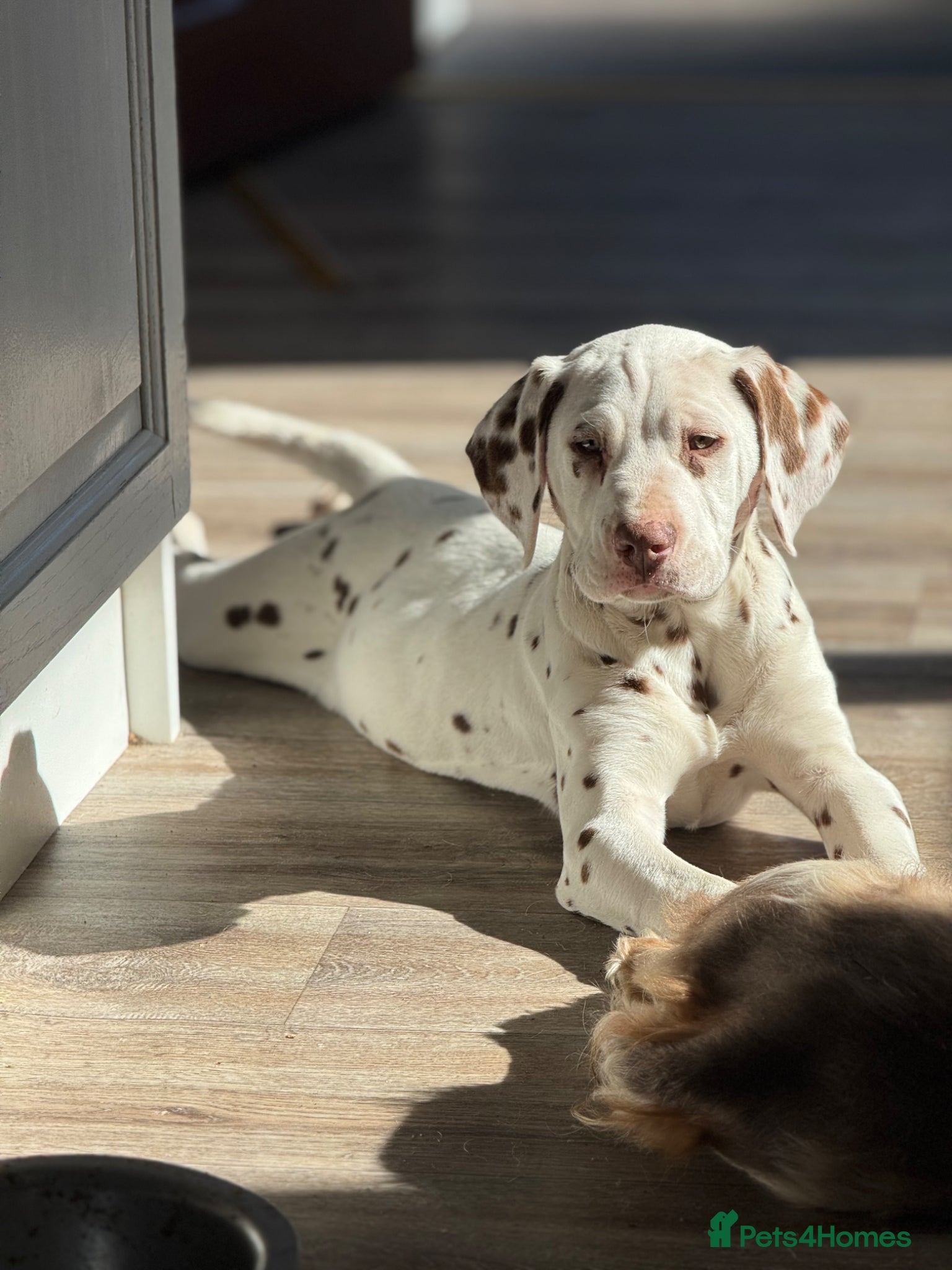 Dalmatian dogs Last boy! 💙Ready to leave! Dalmatian 🐶  - Advert 4