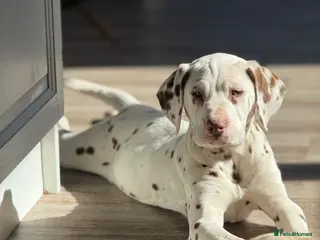 Dalmatian dogs Last boy! 💙Ready to leave! Dalmatian 🐶 - Advert 4