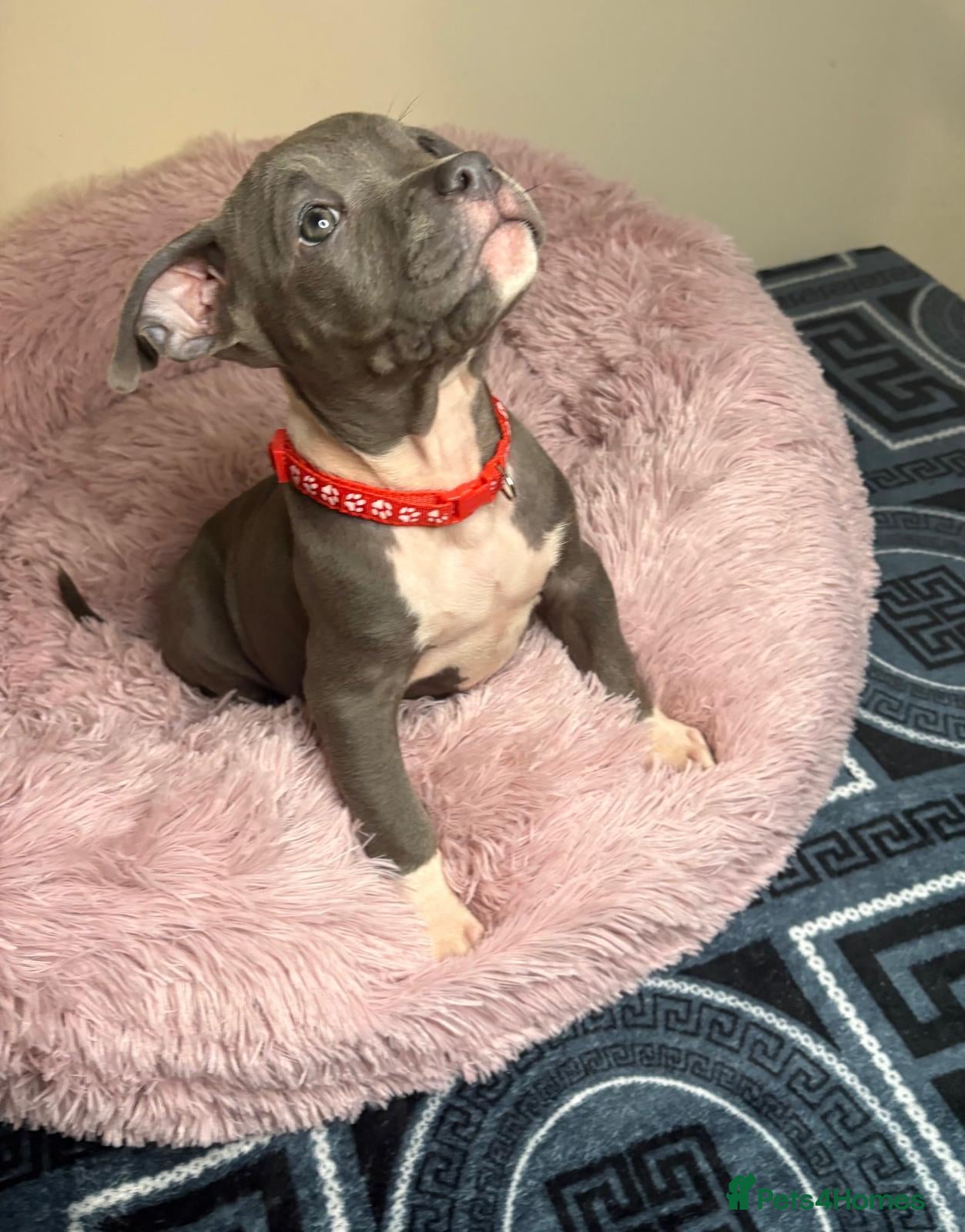 American Bully dogs Quality pocket bullies looking for forever homes - Advert 1
