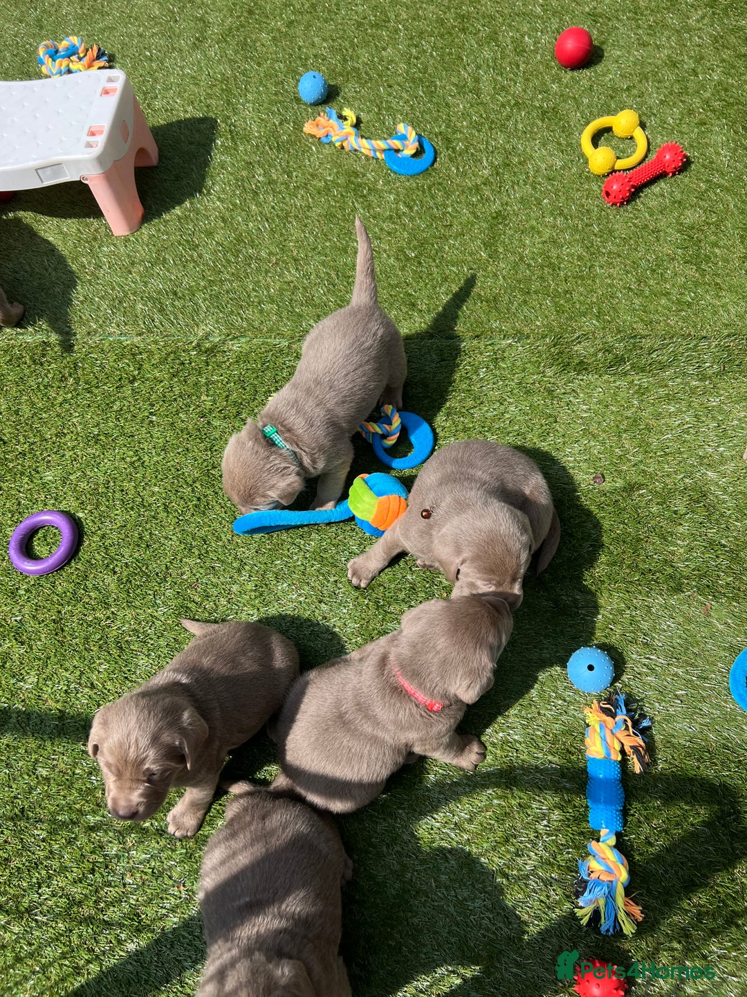 Labrador Retriever dogs for sale: Kc dna clear silver Labrador pups  - Advert 13