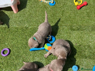 Labrador Retriever dogs - Advert 6