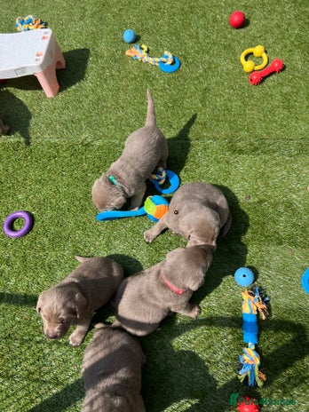 Labrador Retriever dogs - Advert 7