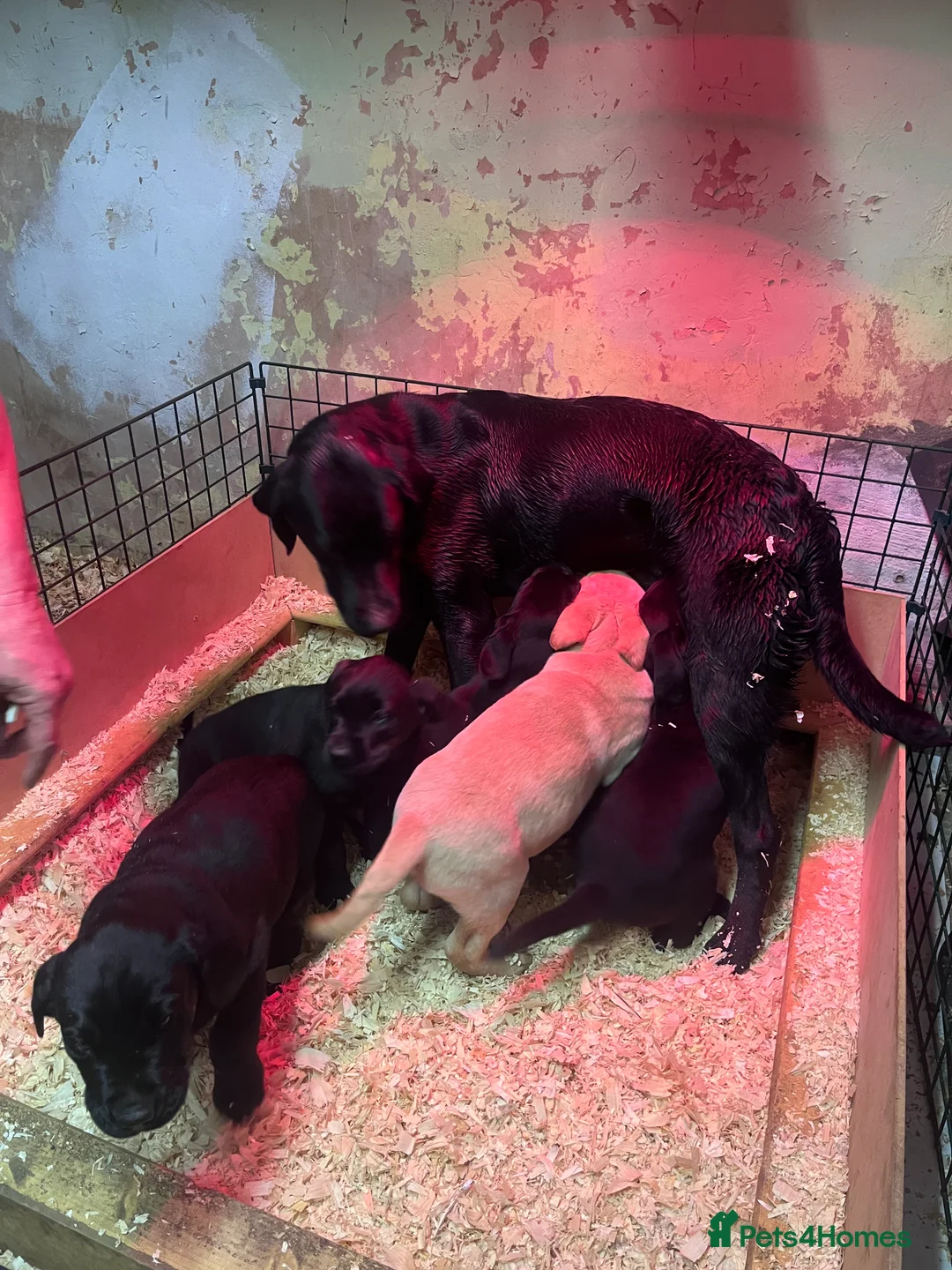 Labrador Retriever dogs for sale: Labrador Puppies for sale  - Advert 5