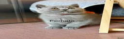 British Shorthair cats for sale: British Shorthair kittens open for reservations  - Advert 4