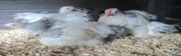 Chickens poultry for sale: Columbian Pekin Bantam Pullets ( Female) - Advert 4