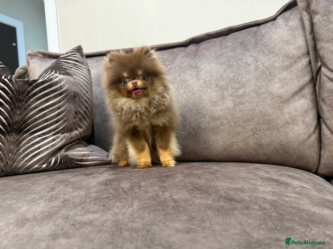 Pomeranian dogs for sale: Chocolate and Tan GIRL 🎀💖 - Advert 4