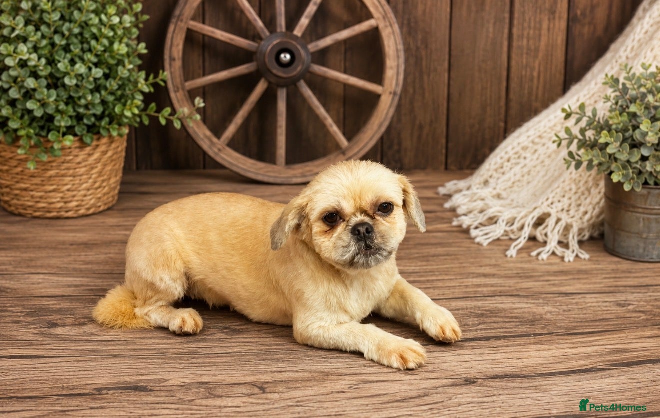 Shihpoo dogs Stunning litter of Shipoo Puppies  - Advert 1