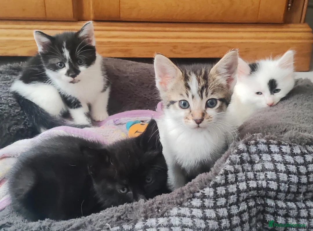 Mixed Breed cats for sale: 5 beautifull kittens  - Advert 9