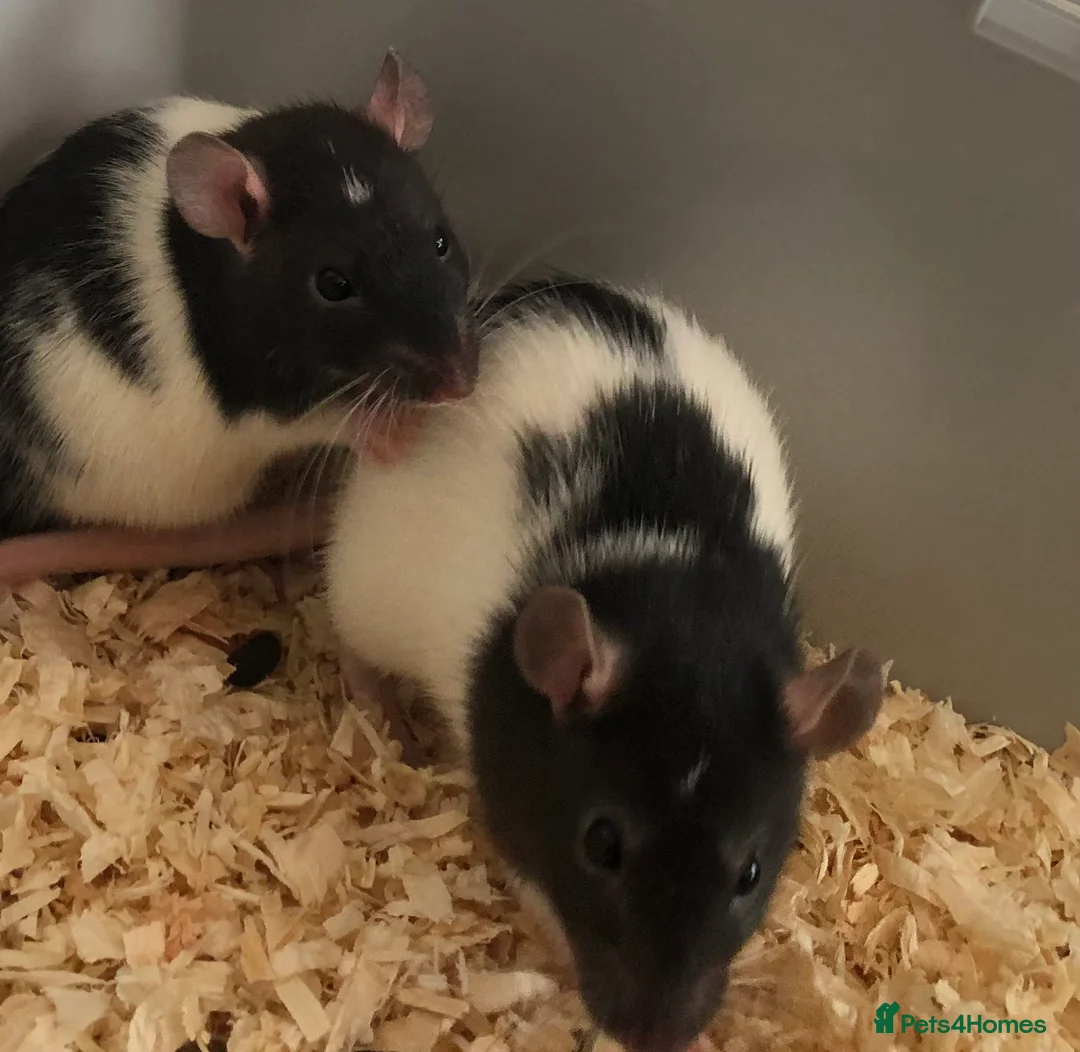 Rat rodents for sale: Beautiful tame fancy rats - Advert 26