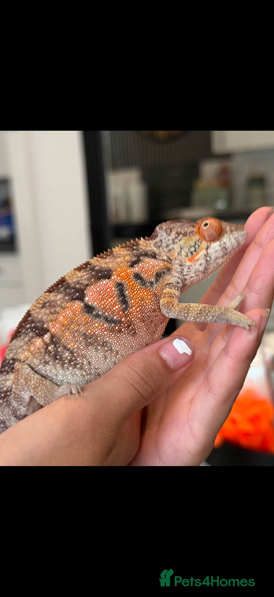 Chameleon reptiles for sale: Pink panther chameleon  - Image 6