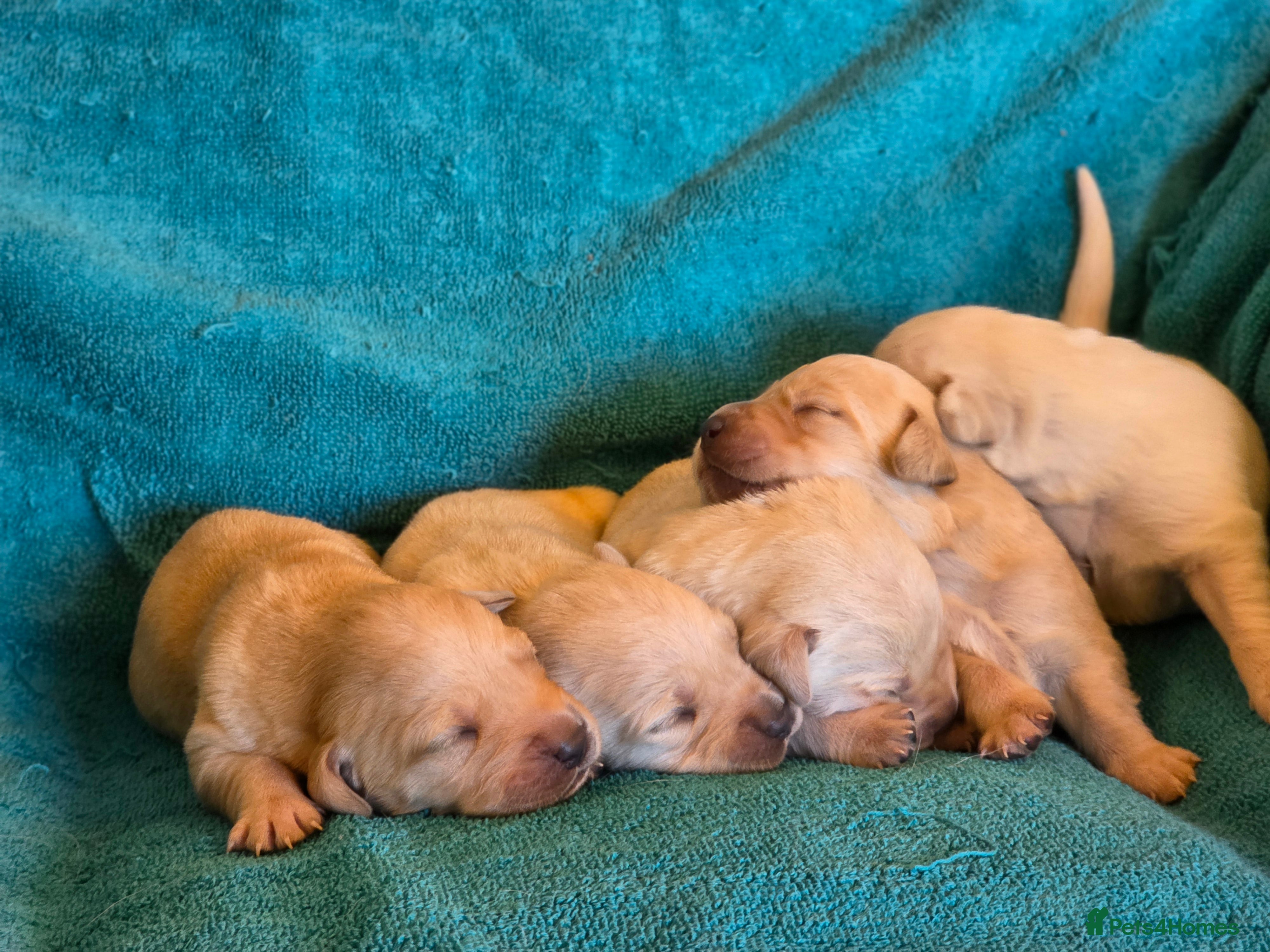 Goldador dogs 🐾 KC Line Goldador Puppies Ready in April 🐶 - Advert 1