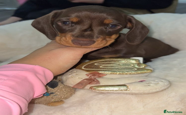 Miniature Dachshund dogs Miniature dachshund girl chocolate &tan - Advert 10
