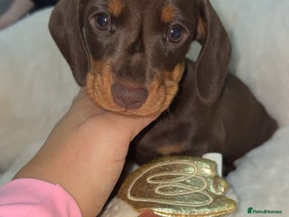 Miniature Dachshund dogs Miniature dachshund girl chocolate &tan - Advert 14