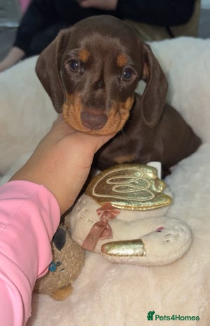 Miniature Dachshund dogs Miniature dachshund girl chocolate &tan - Advert 10