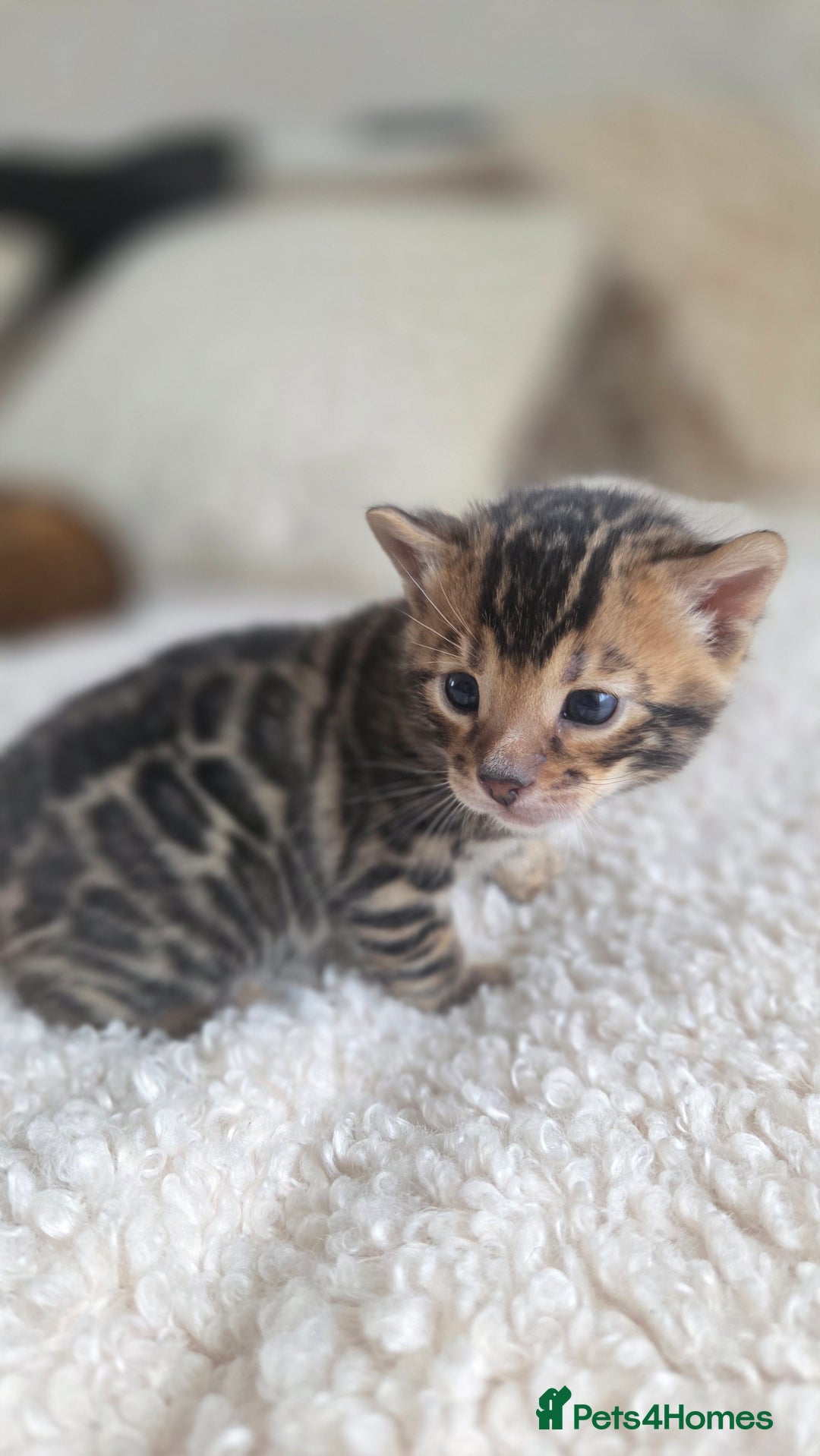 Bengal cats for sale: Georges Tica registered Bengal kittens  - Advert 6