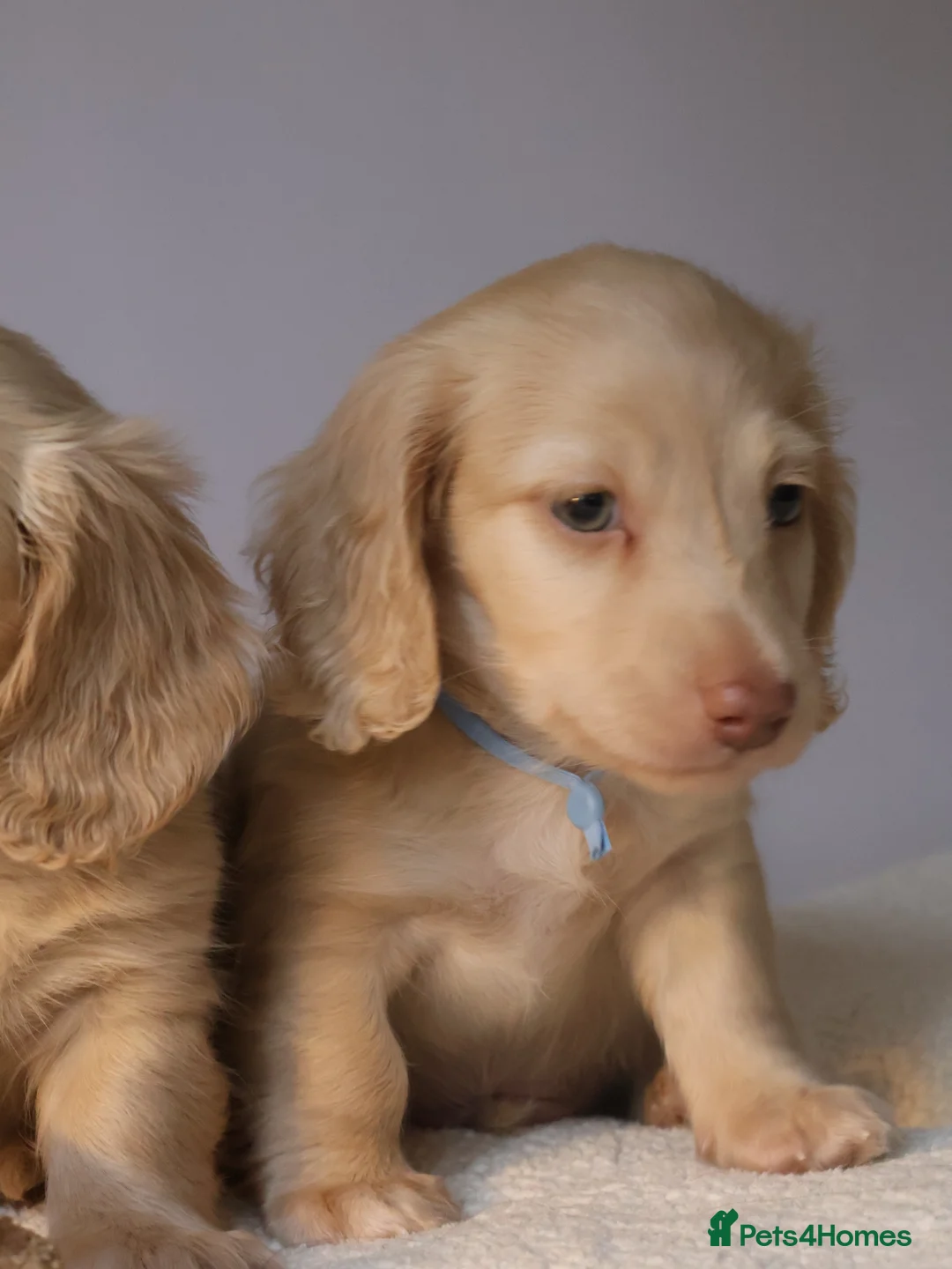 Miniature Dachshund dogs for sale: 5*Licensed+CREAMLONGHAIR+KCreg+PRACLEAR+Vetchecked - Advert 10